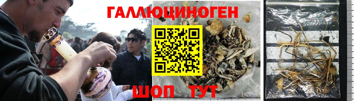 Галлюциногенные грибы Psilocybine cubensis Новокубанск
